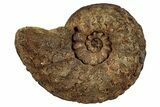 Cretaceous Ammonite (Schloenbachia) Fossil - Kazakhstan #262538-1